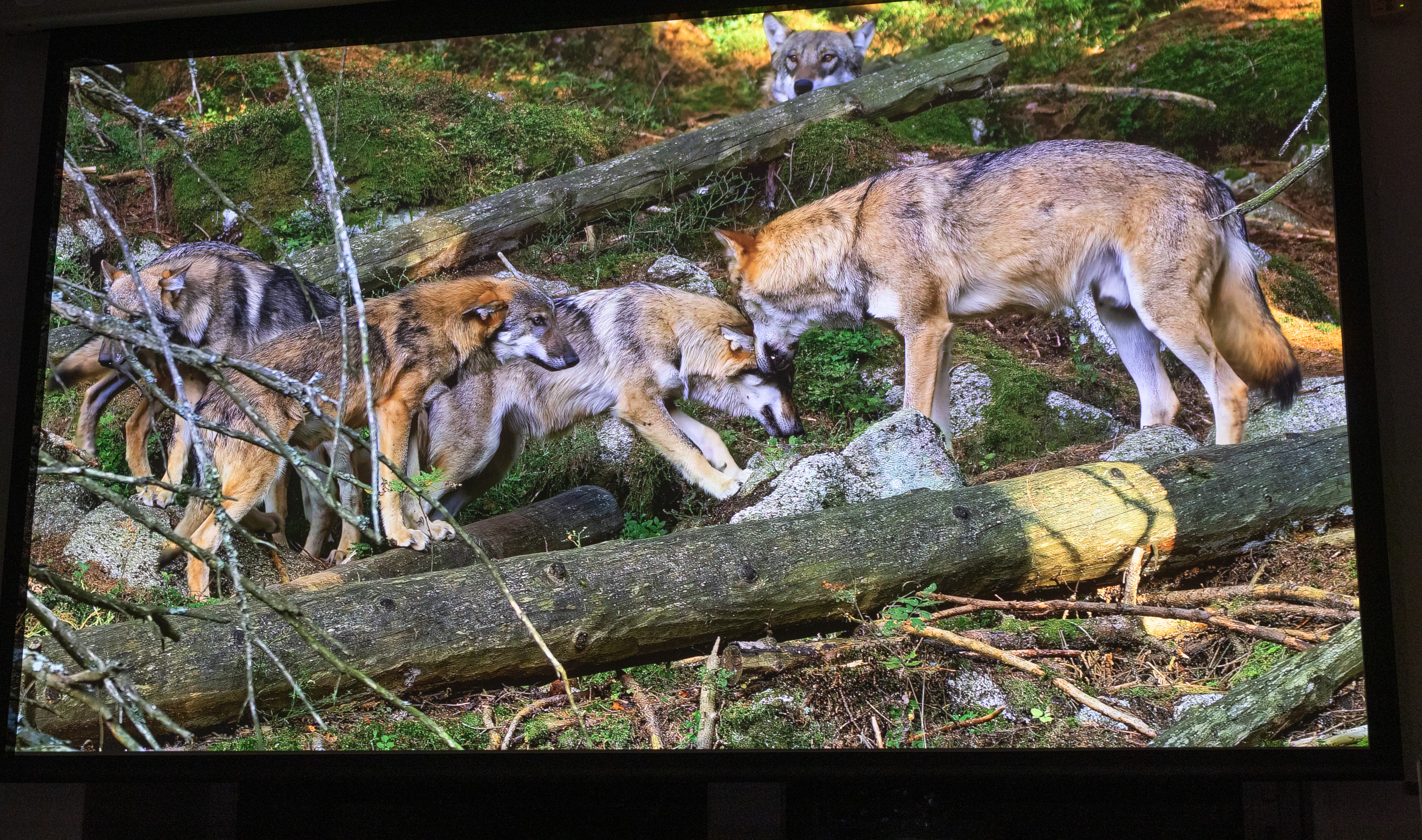 Valerion ImageMaster Max image quality