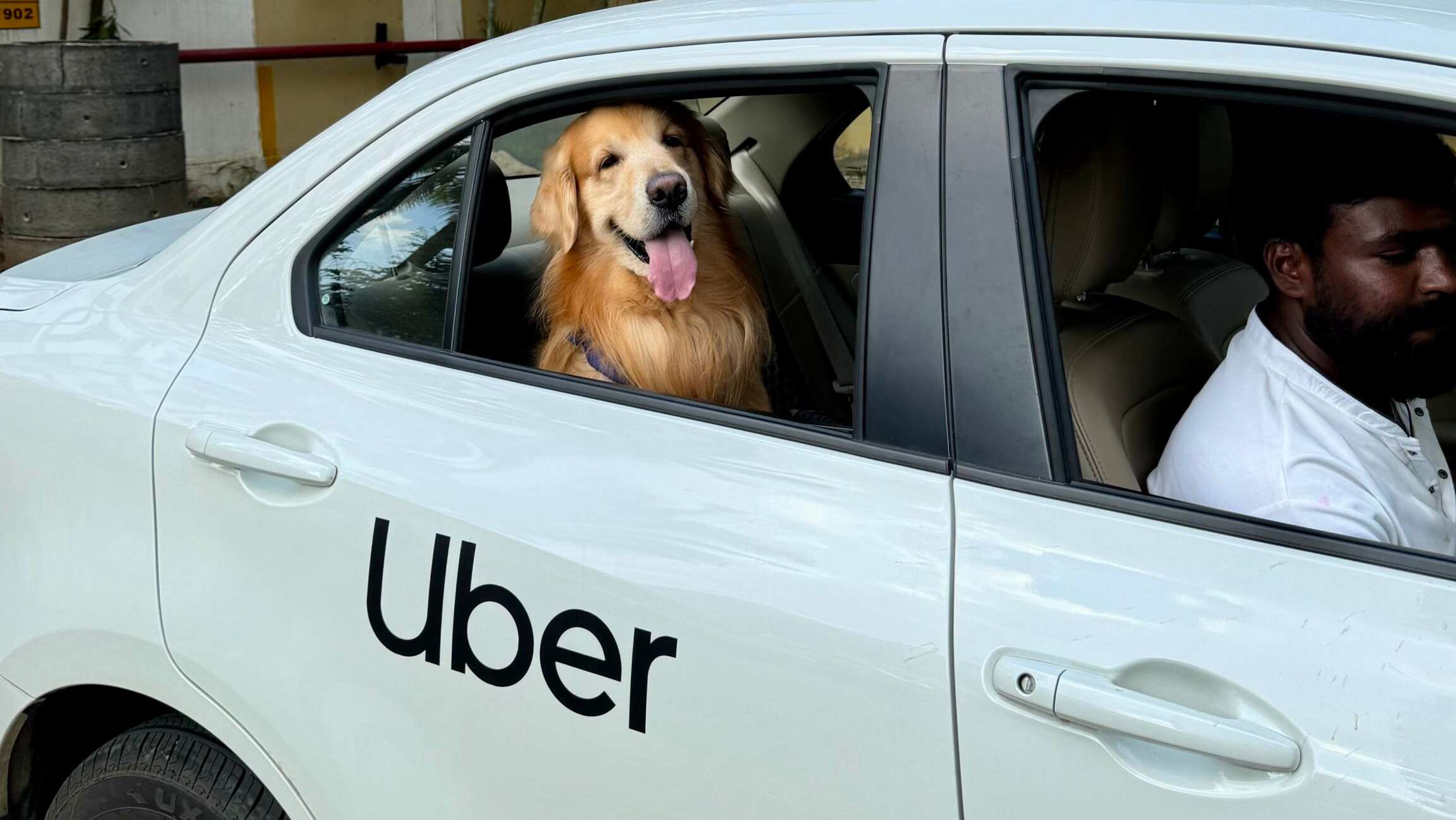 Photo of an Uber car with a smiling golden retriever in its back seat.