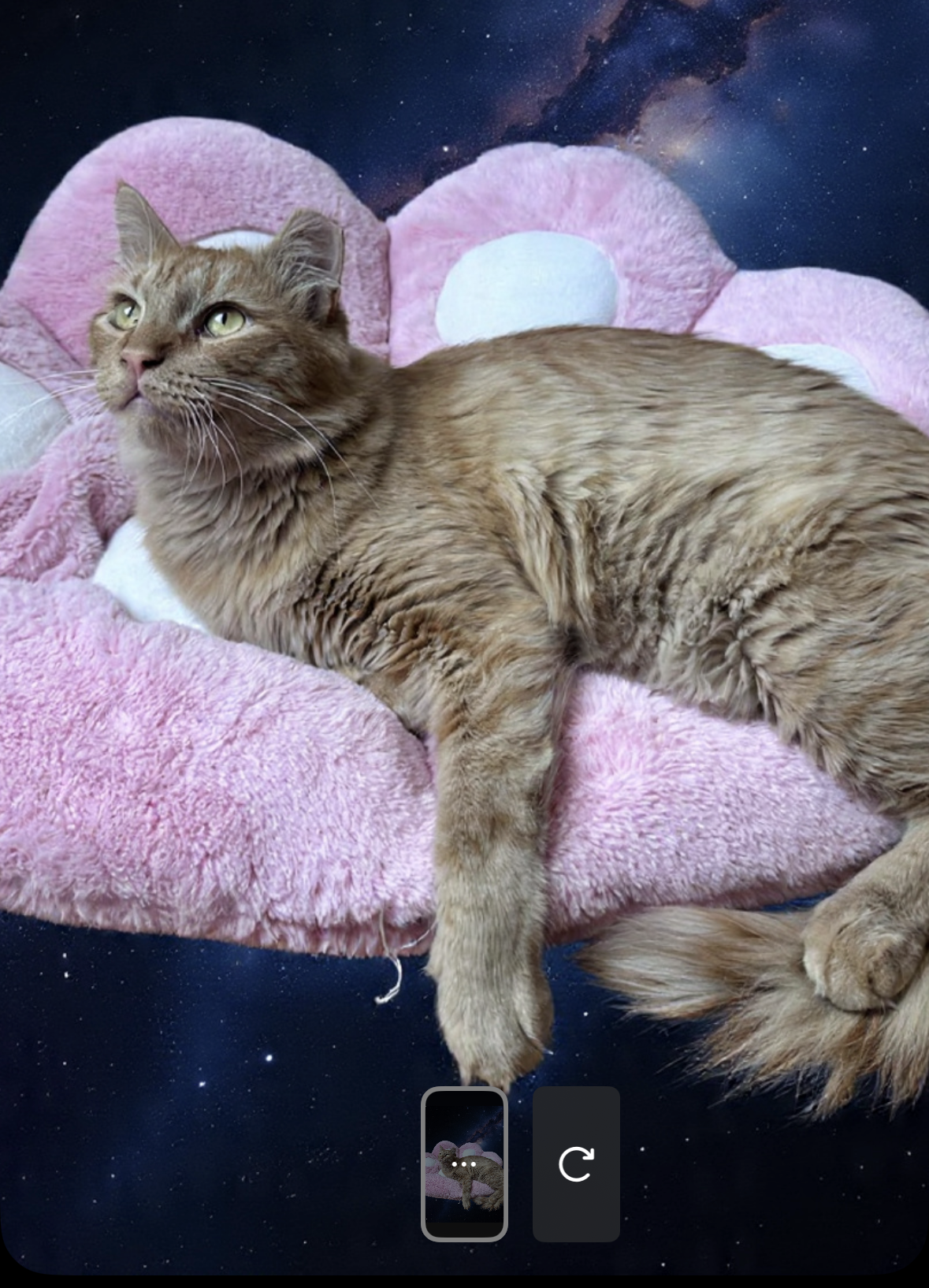 I asked Meta AI to make it look like the cat is in space.