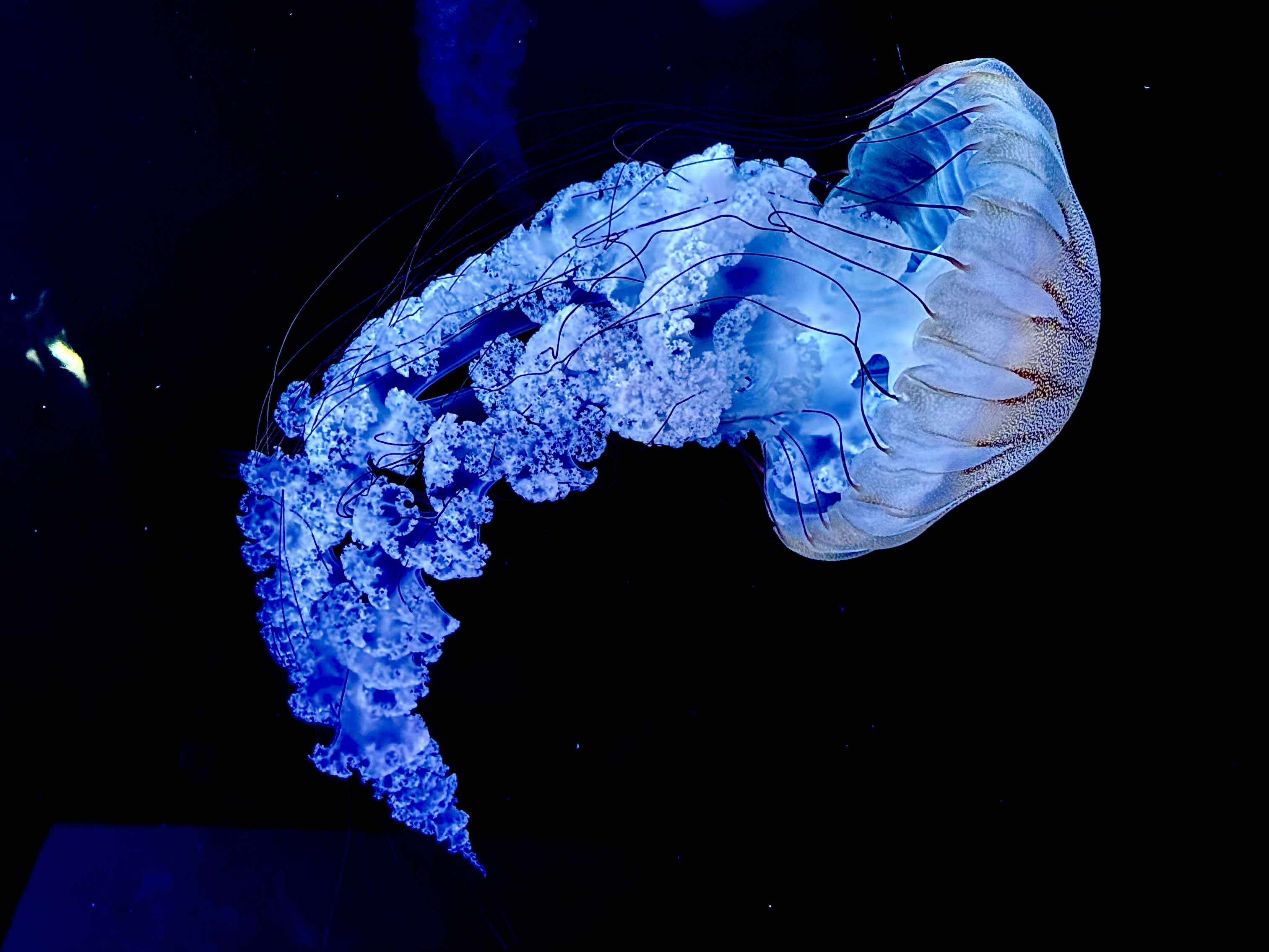 Smartphone photography